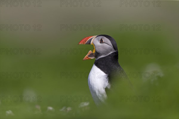 Puffin