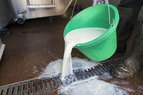 Farmers pour buckets of milk down the drain as it is worth nothing