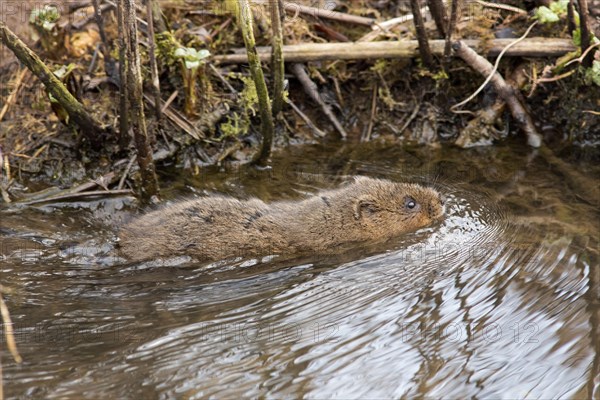 Water Vole