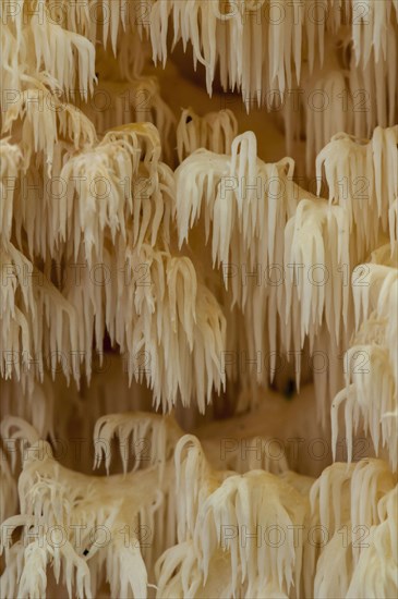 Close-up detail of the fruiting body of the rare coral tooth