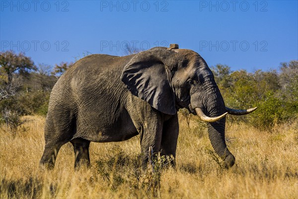 African elephant