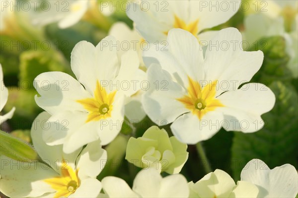 Nahaufnahme von gelb weissen Primeln Blumen im Fruehling