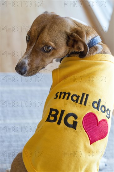Cute mixed terrier dog wearing a yellow coat with writing