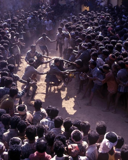 Jallikattu