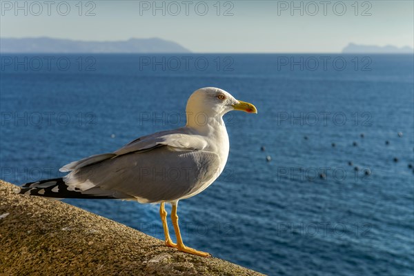 Herring Gull