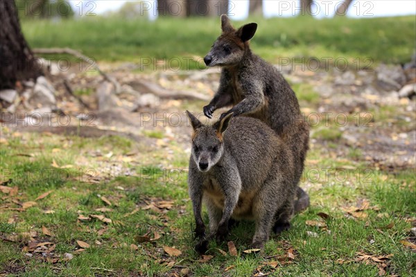 Swamp Wallaby