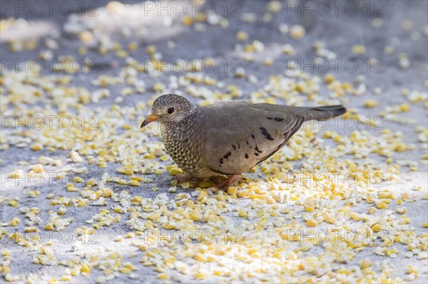 Common Ground-dove