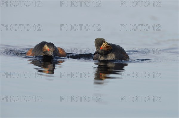 Black-necked Grebe