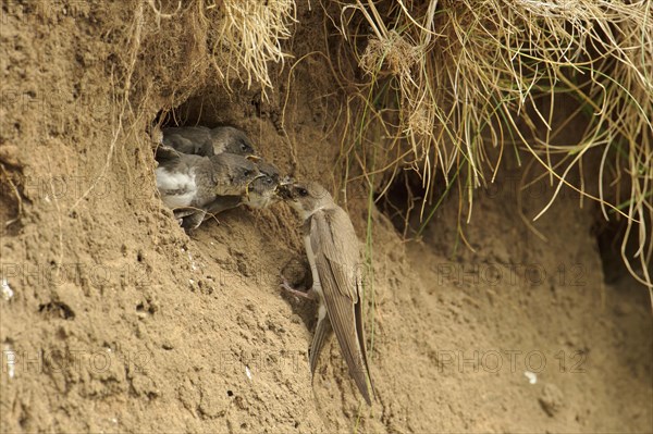 Sand Martin