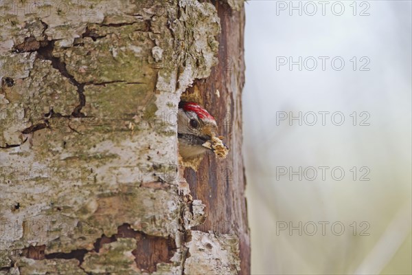 Lesser spotted woodpecker