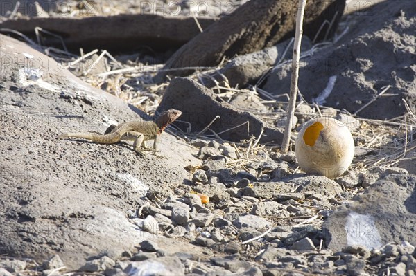 Tropidurus delanonis