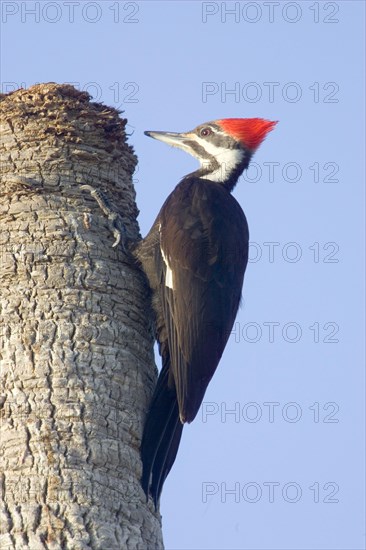 Pileated Woodpecker