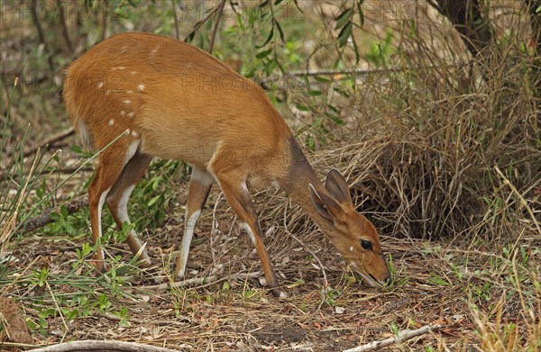 Southern Bushbuck