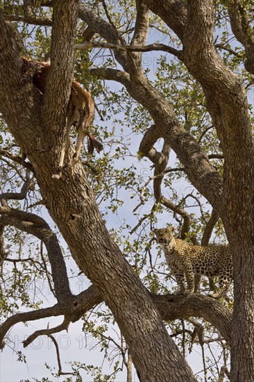 Pardusnian leopard leopards