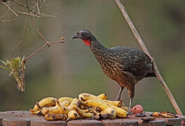 Adult guan