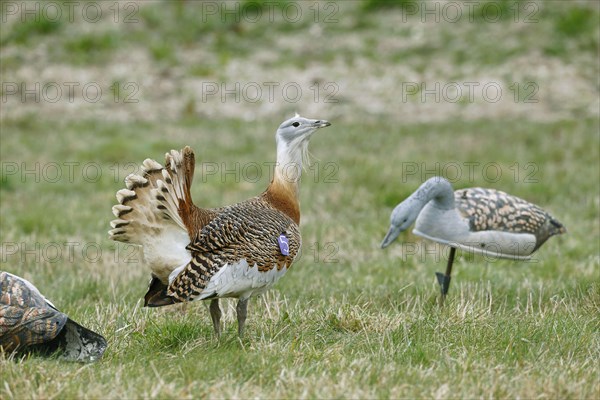 Great bustard