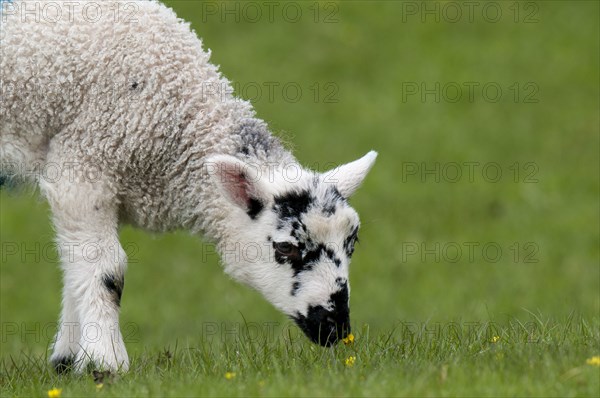 Domestic sheep