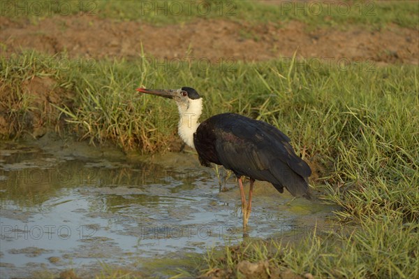 Indian Woolly-necked Stork