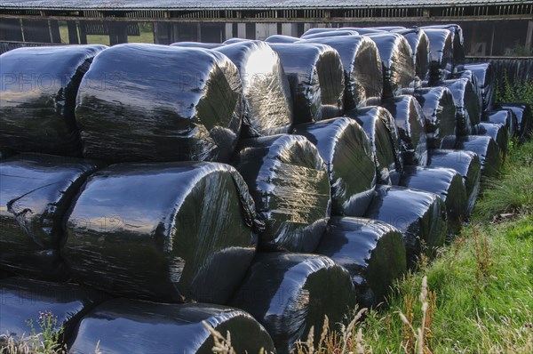 Black plastic-wrapped silage big bales