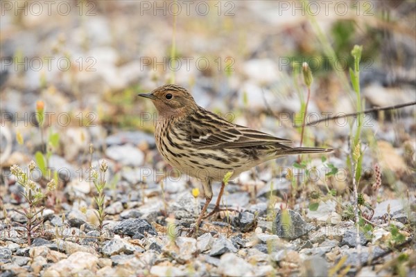 Red-throated Pipit