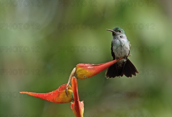 Blue-chested Hummingbird