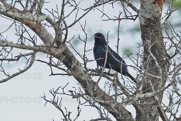 Black Cuckooshrike