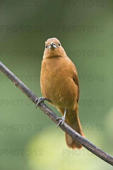 White-lined Tanager