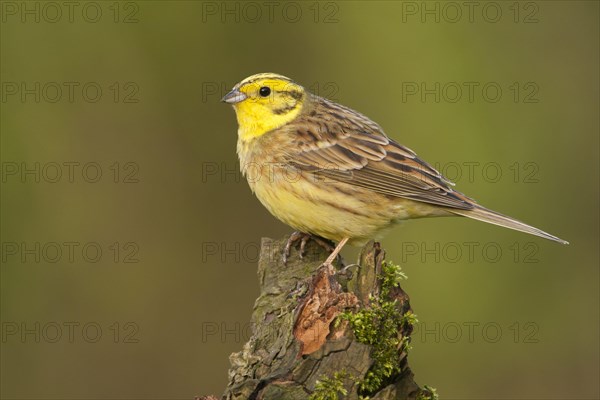 Yellowhammer