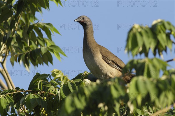 Plain Chachalaca