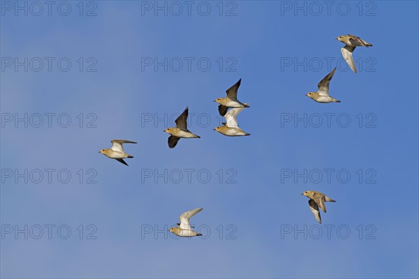 Eurasian Golden Plover