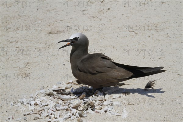 Common Noddy