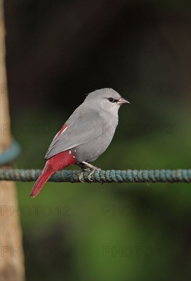 Lavender Waxbill