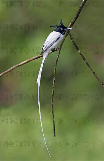 Asian Paradise-flycatcher