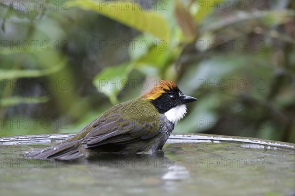 Chestnut-capped Bush Finch