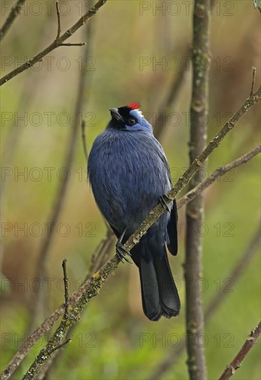 Adult diadem tanager