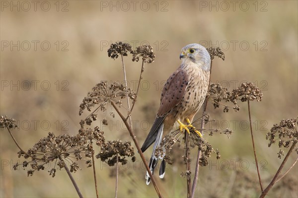 Common common kestrel