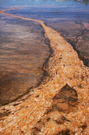 Thermophilic bacterial mats in Hotspring