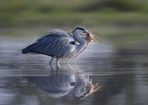 Grey Heron