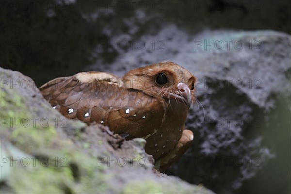 Adult oilbird
