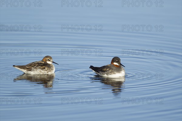 Red-necked Phalarope