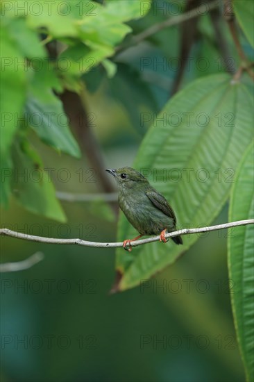 White-bearded Manakin