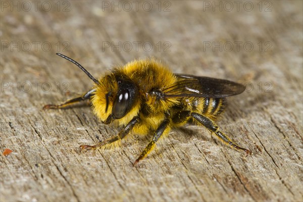 Common Leafcutter Bee
