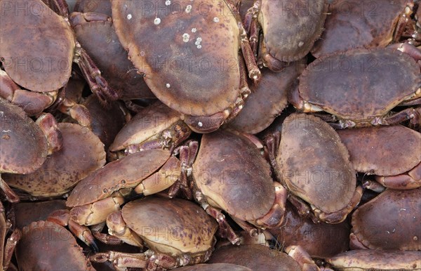 Edible Crab