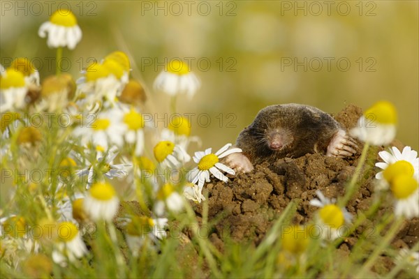 European mole