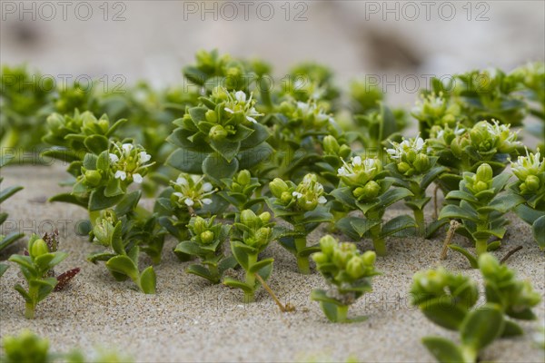 Sea sandwort