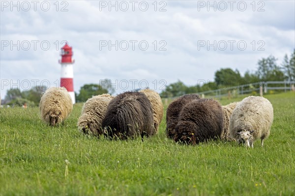 Norwegian sheep on the dike