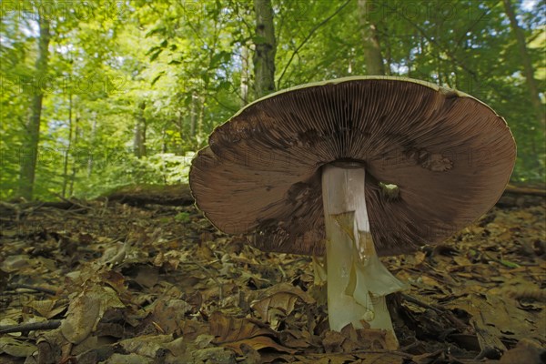 View from below of cap with lamellae of thin-fleshed wood mushroom