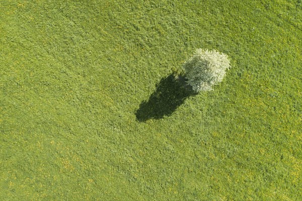 Aerial view of a solitary pear tree in white blossom and its shadows cast on a green meadow