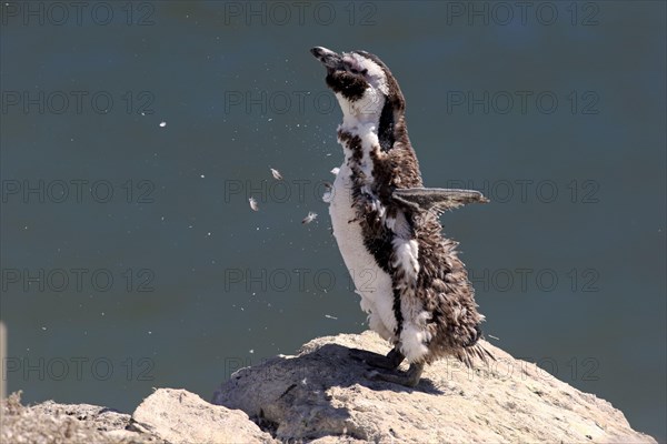 Jackass Penguin