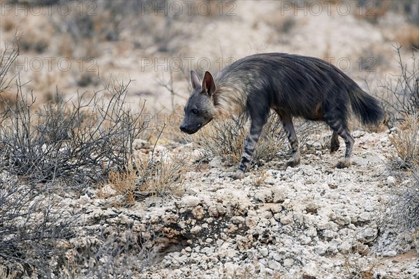 Brown hyenas